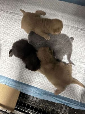 Mèo Tam thể lùn cái