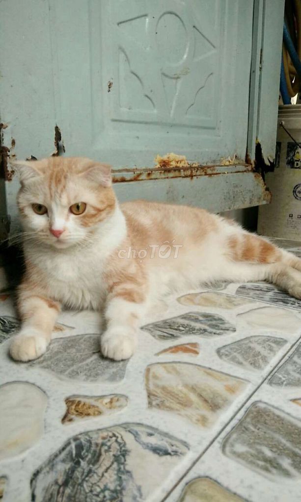 Mèo ALN cái được 18 tháng tuổi.màu vàng trắng đẹp