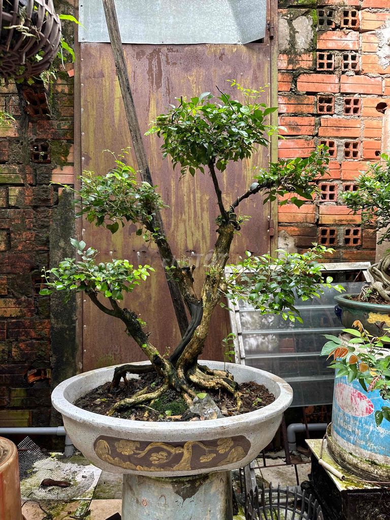 nguyệt quế bonsai bệ rể cây xanh múp