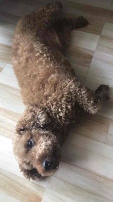 Chó Poodle Nâu đã tiêm