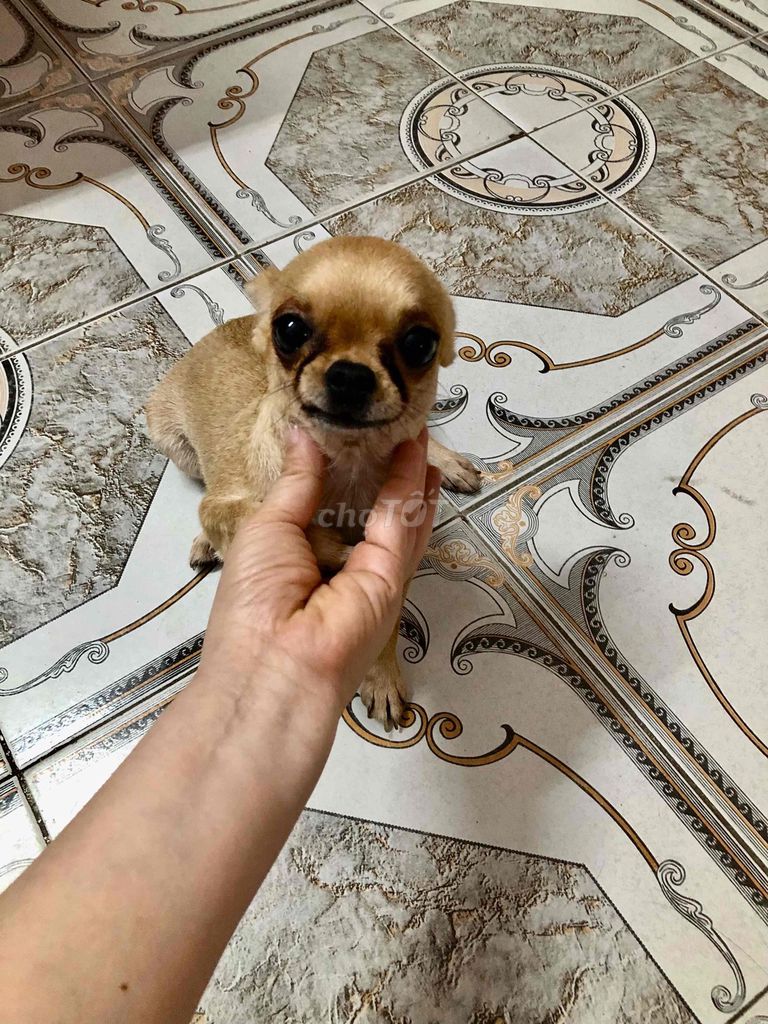 Chó Chihuahua Cái Nâu vàng 15 tháng. Mua bán Chó tại Quận Tây Hồ Hà Nội được đăng bởi Trần Thu Hương hình 1