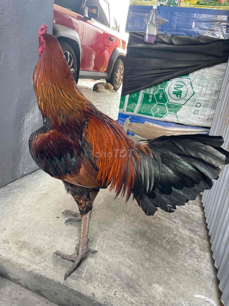 peru mỹ 3kg7. Mua bán Gà tại Huyện Châu Thành Kiên Giang được đăng bởi Chuyên gà đá  hình 1