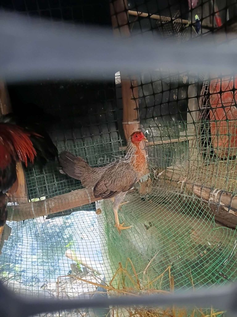 Gà mái 8 lạng rớt lứa. Mua bán Gà tại Huyện Đức Hòa Long An được đăng bởi QUANGDUY hình 1