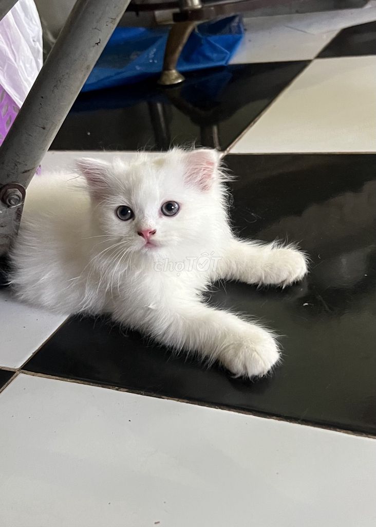 Mèo Anh lông dài. Mua bán Mèo tại Quận 3 Tp Hồ Chí Minh được đăng bởi Uyên anh hình 1