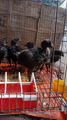Gà Đen Tây Bắc da đen, lông đen, nội tạng đen. Mua bán Gà tại Quận 11 Tp Hồ Chí Minh được đăng bởi phuong kim huong