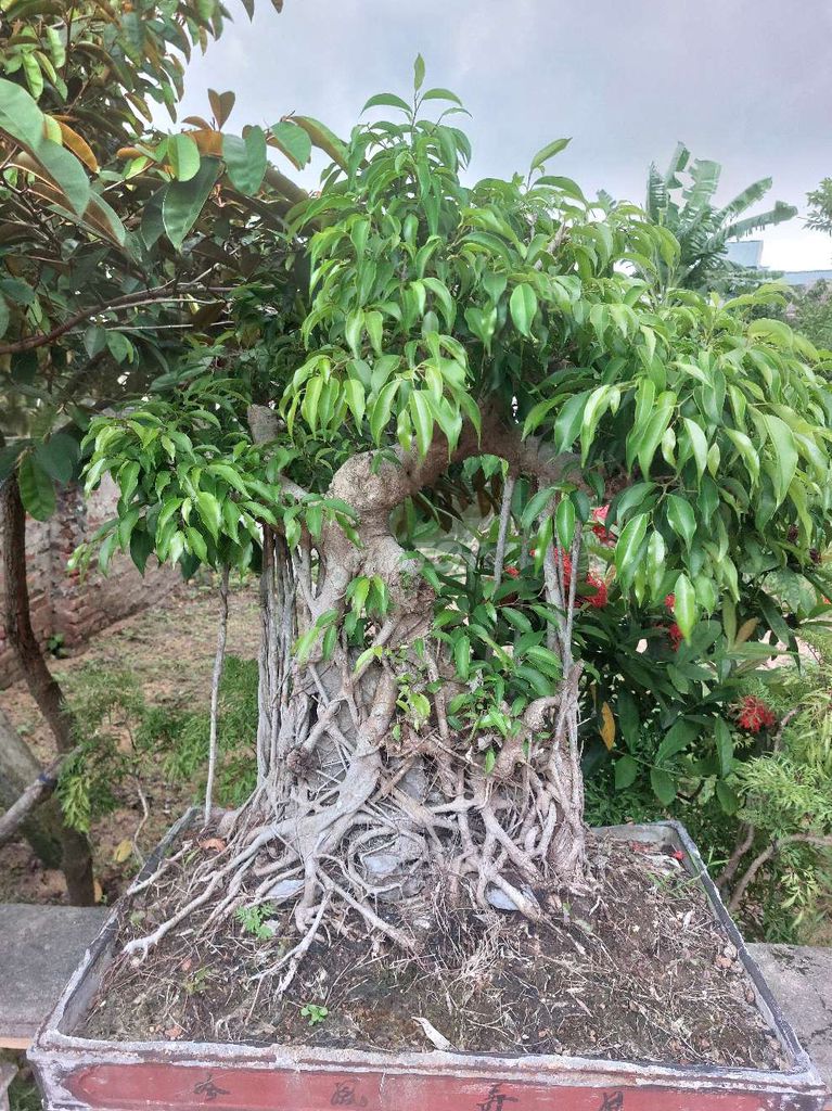 Cây cảnh sanh Bonsai. Mua bán Cây cảnh, đồ trang trí tại Huyện Đông Hưng Thái Bình được đăng bởi hùng phạm hình 1