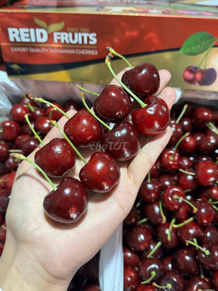 🍒Cherry Úc Tasmania Simone Size 28+ Trái to - cúng