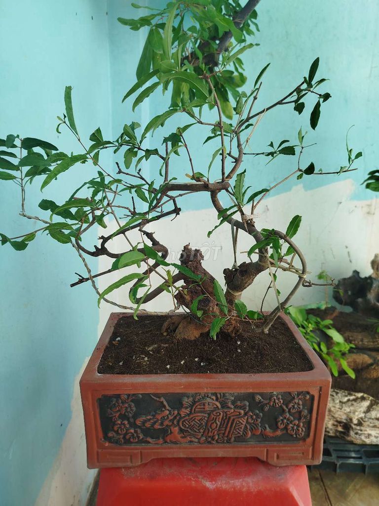 Cây cảnh Lựu hạnh Đỏ Bonsai. Mua bán Cây cảnh, đồ trang trí tại Quận 1 Tp Hồ Chí Minh được đăng bởi tú hình 1