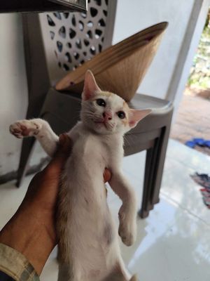 Mèo mới biet ăn ai có nhu cầu nuoi alo