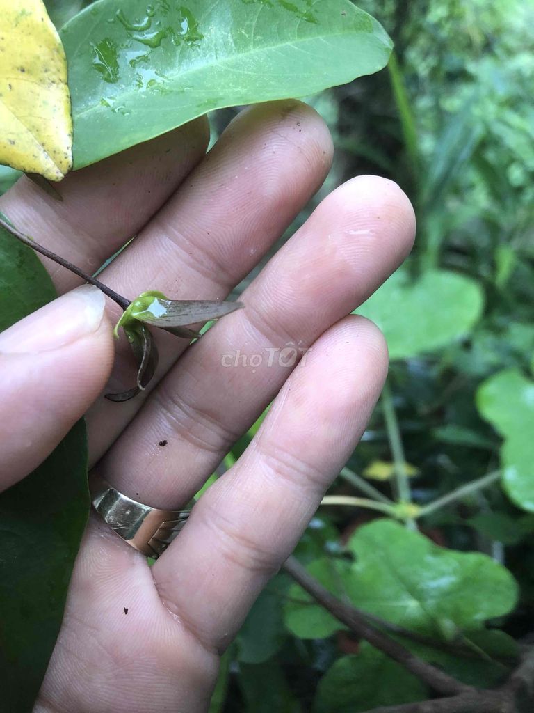 Cây hoa giẻ Tím. Mua bán Cây cảnh, đồ trang trí tại Huyện Nông Cống Thanh Hóa được đăng bởi Lich dovan hình 1