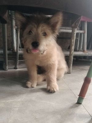 Chó nhật xù. Mua bán Chó tại Quận Liên Chiểu Đà Nẵng được đăng bởi võ hoàn bảo