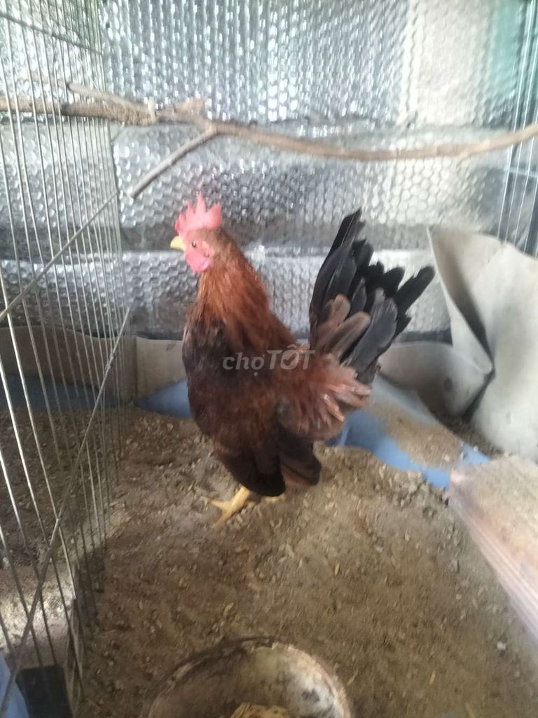 Serama. Mua bán Gà tại Huyện Phú Tân An Giang được đăng bởi Hoàng Loan  hình 1