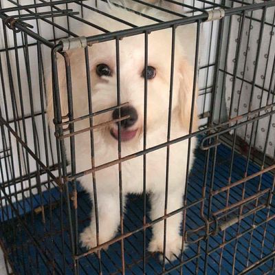 Bán em chó poodle lai có thể thương lượng. Mua bán Chó tại Thành phố Thủ Đức Tp Hồ Chí Minh được đăng bởi Ngọc Hiệp