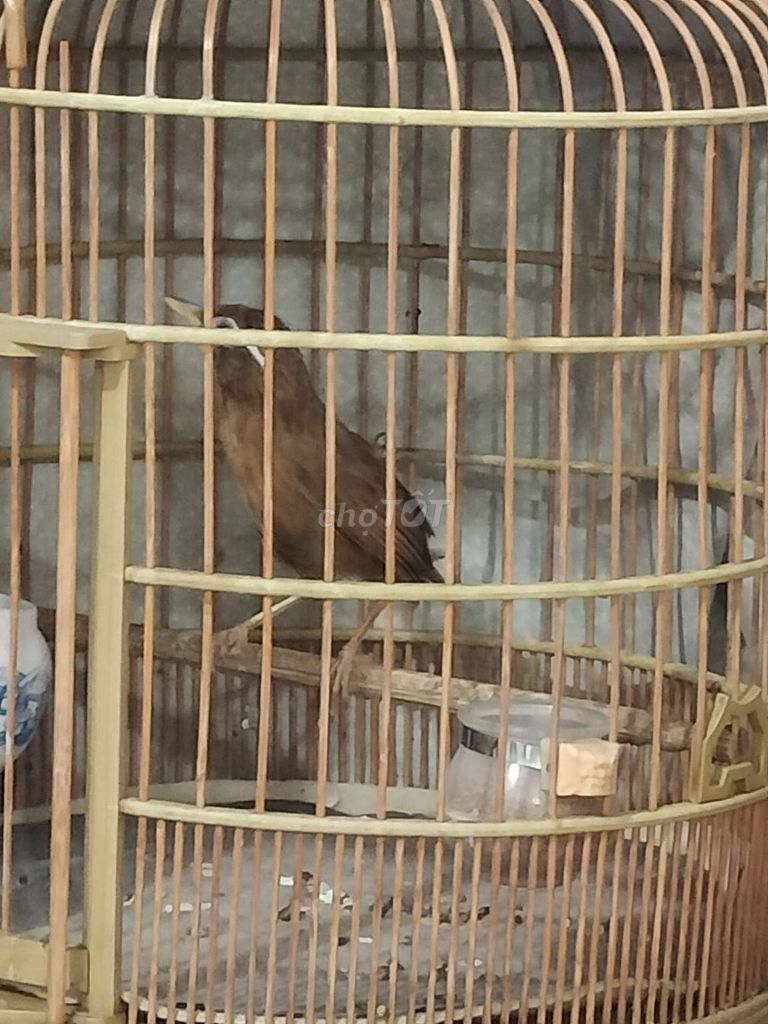 Lồng chim tre màu Nâu. Mua bán Chim tại Quận Tân Bình Tp Hồ Chí Minh được đăng bởi Đặng Duy Ninh hình 1