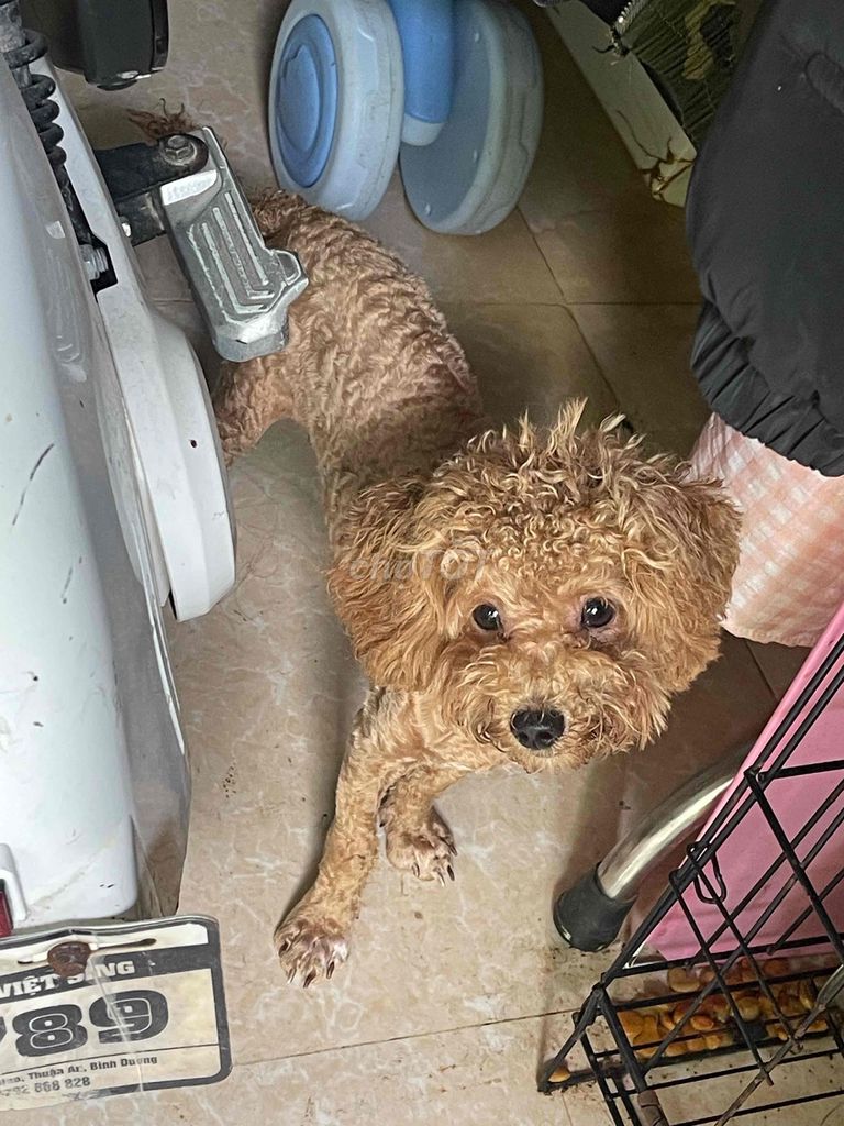 Chó Poodle Nâu 8 tháng tuổi. Mua bán Chó tại Thị xã Tân Uyên Bình Dương được đăng bởi Duy hình 1