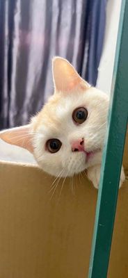 Mèo Anh Lông Ngắn Cam thuần chủng đã triệt sản