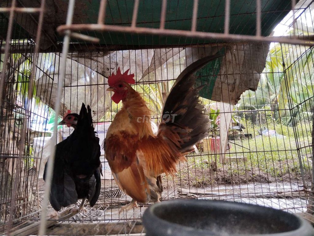 Cặp gà serama!. Mua bán Gà tại Quận 12 Tp Hồ Chí Minh được đăng bởi Nguyễn Hoài Nam hình 2