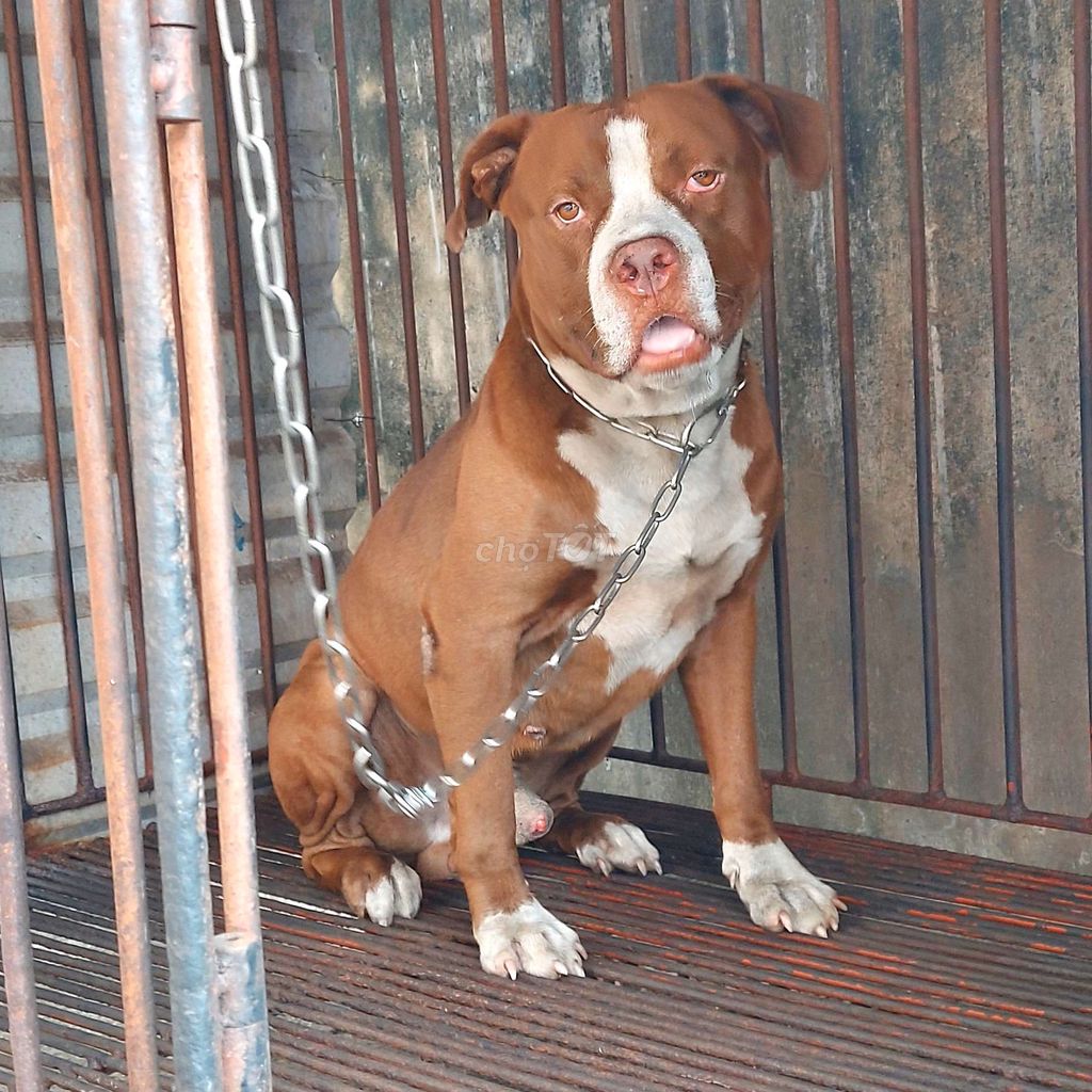 Chó Pitbull đực trên 1 tuổi hình đẹp. Mua bán Chó tại Thành phố Biên Hòa Đồng Nai được đăng bởi Anhquan Nguyen hình 1