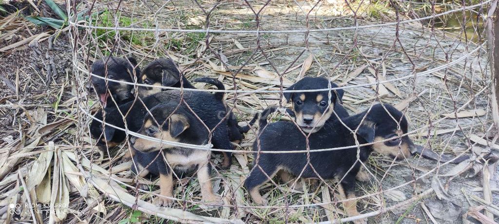 TÂN TRỤ - LONG AN TẶNG 5 CHÓ CON CHO AI CẦN NUÔI. Mua bán Chó tại Huyện Tân Trụ Long An được đăng bởi SÒ hình 1