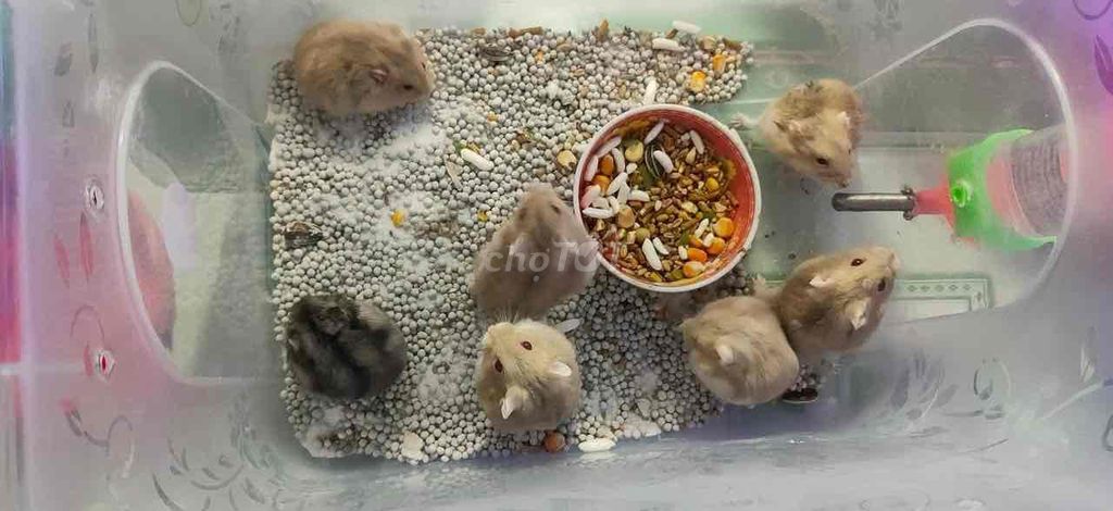 chuột Hamster Shop Dầu Giây