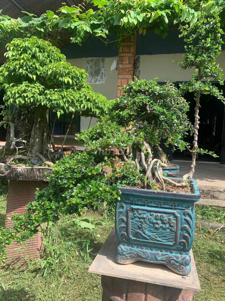 Cây cảnh Sam Trái dáng huyền già hoa trái. Mua bán Cây cảnh, đồ trang trí tại Thành phố Thủ Đức Tp Hồ Chí Minh được đăng bởi Bonsai Quang Châu  hình 1