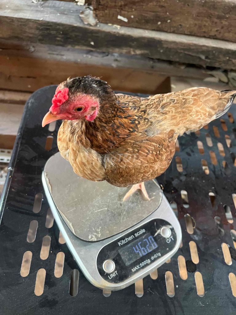 Gà Cái màu Nâu 462g. Mua bán Gà tại Thị xã Phước Long Bình Phước được đăng bởi hb hình 1