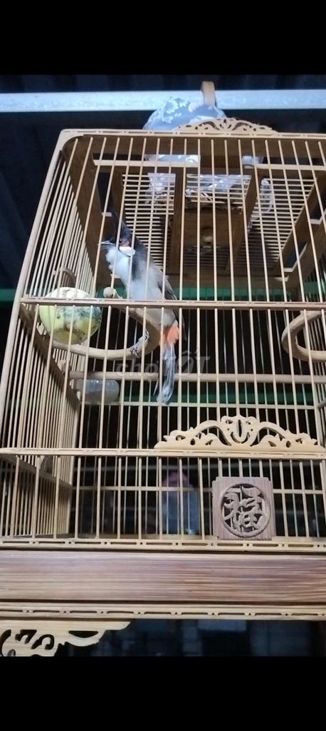 Cần tiền bán gầp trong 3 ngày. Mua bán Chim tại Quận 12 Tp Hồ Chí Minh được đăng bởi Nguyenvannhut hình 2