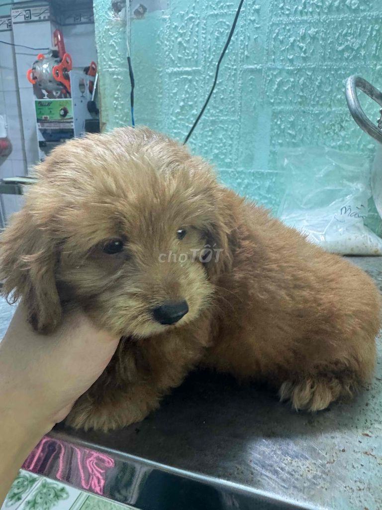 Chó Poodle. Mua bán Chó tại Quận 7 Tp Hồ Chí Minh được đăng bởi Duy Trần hình 1