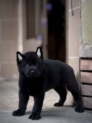 Chó Mông Cộc Đực Đen Tuyền, Lưỡi Đốm (Chuẩn Giống)