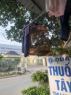 cap trống mái sinh sản 3 mua gl mi hay than. Mua bán Chim tại Thị xã Tân Uyên Bình Dương được đăng bởi phamduythanh