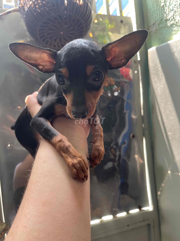 Phóc Hươu Dáng Chuẩn size Mini - 4 tháng tuổi. Mua bán Chó tại Quận 7 Tp Hồ Chí Minh được đăng bởi Trần Thái Huy hình 2
