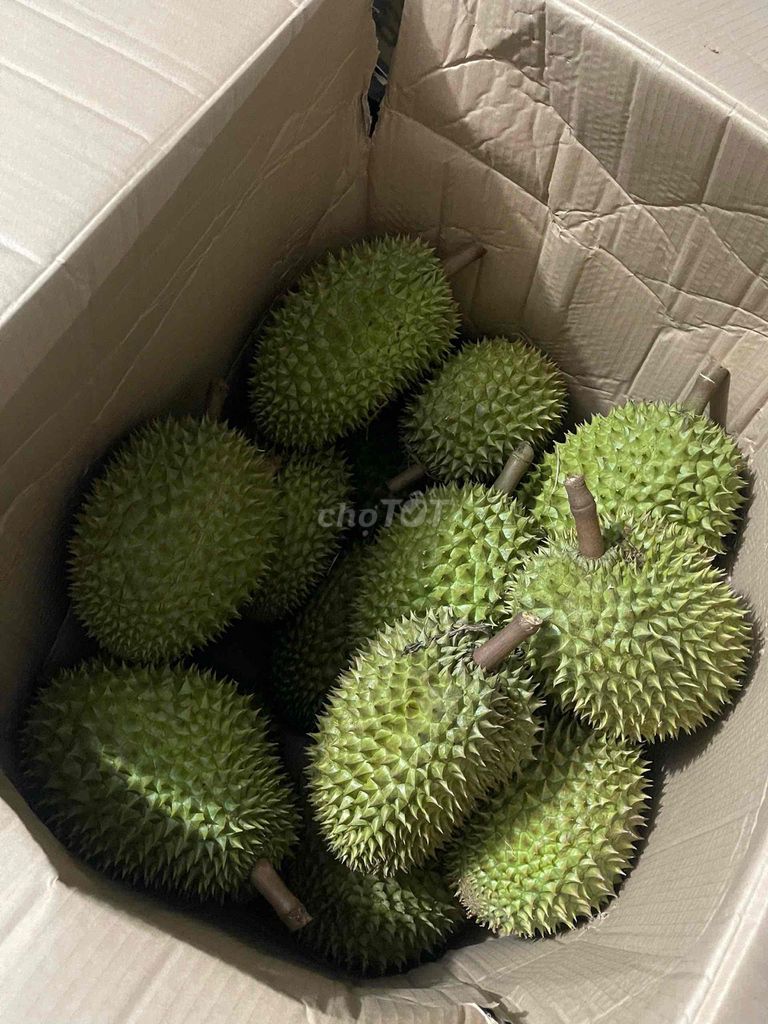sầu riêng ri6 bao ăn 50k/1kg