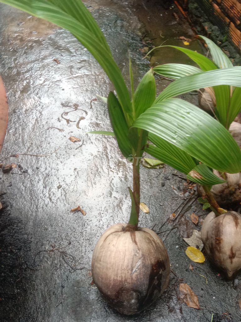 Cây dừa 1 cây. Mua bán Đồ chuyên dụng, Giống nuôi trồng tại Huyện Phong Điền Cần Thơ được đăng bởi Trung hình 1