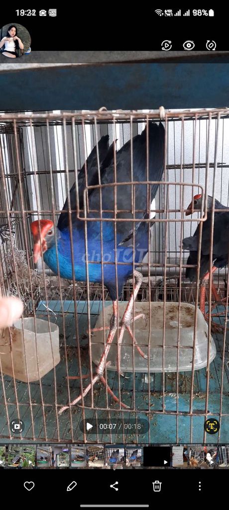 Cặp trích ss. Mua bán Chim tại Huyện Long Hồ Vĩnh Long được đăng bởi Thanh Trung hình 1