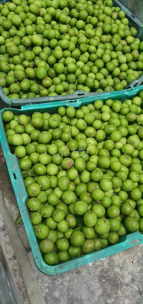 Quả sấu xanh 3kg. Mua bán Đồ ăn, thực phẩm và các loại khác tại Quận Liên Chiểu Đà Nẵng được đăng bởi Phuong hình 1