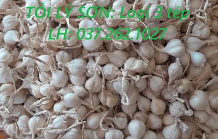 Tỏi Lý Sơn 3 tép. Mua bán Đồ ăn, thực phẩm và các loại khác tại Thành phố Biên Hòa Đồng Nai được đăng bởi Chi Lý hình 1