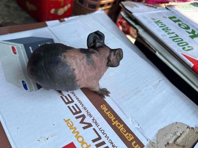 Hà mã mi ni Đen hồng