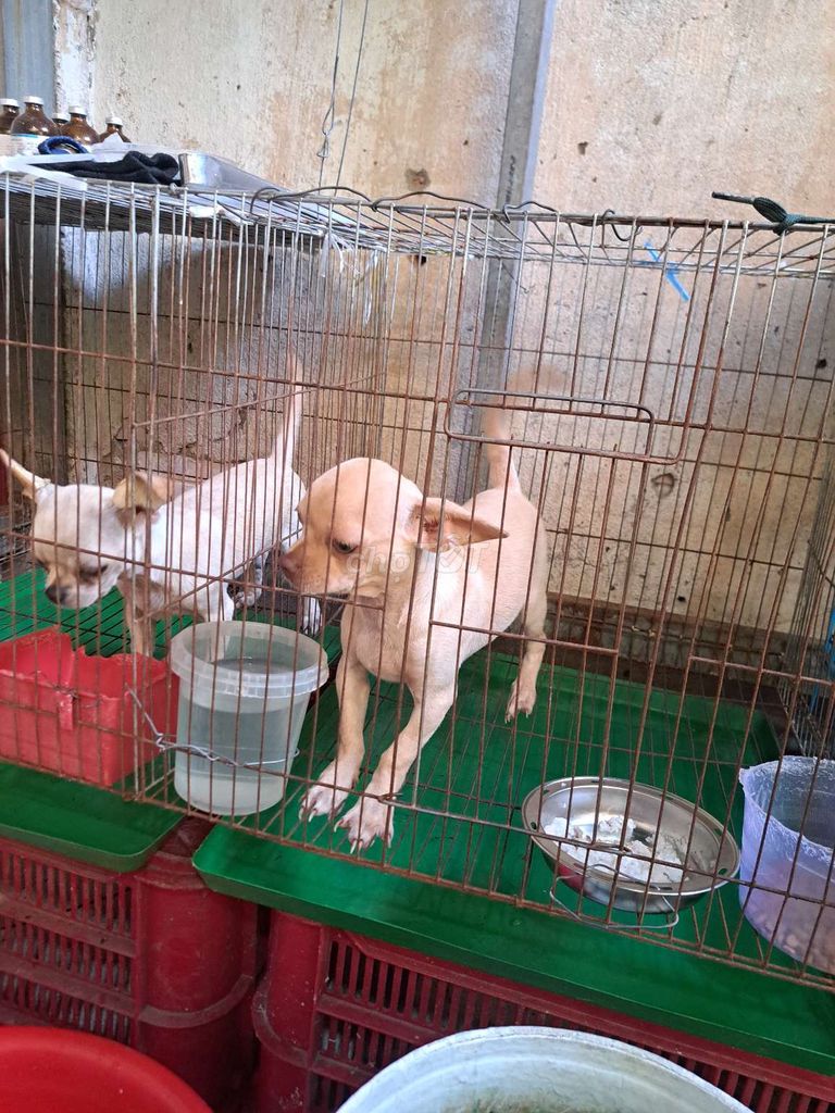 Chó Chihuahua đực cái 3.5 tháng đã tiêm. Mua bán Chó tại Quận 12 Tp Hồ Chí Minh được đăng bởi Ha Chu hình 1