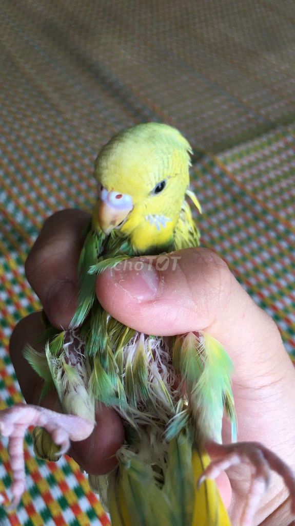 Vẹt Cái Xanh Vàng 7 tháng. Mua bán Chim tại Huyện Gia Lâm Hà Nội được đăng bởi NGUYÊN KHANG NGUYÊN VŨ hình 1
