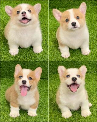 Chó Corgi Trắng vàng kem Cả hai