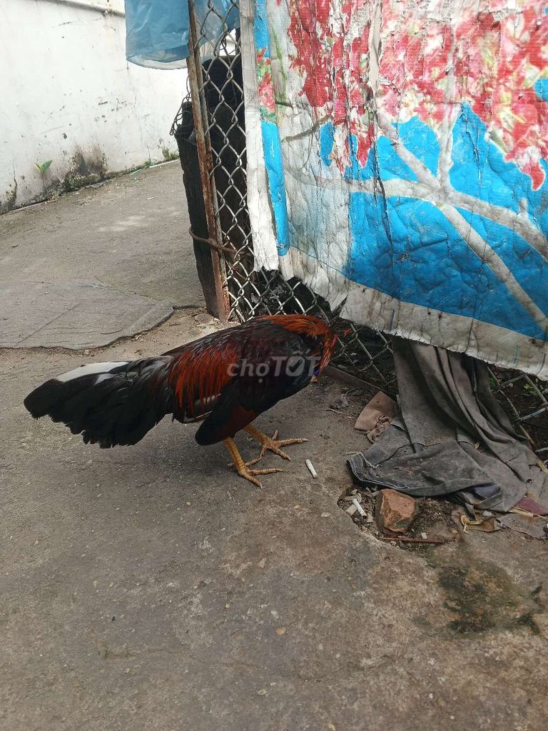 Đều 1kg2