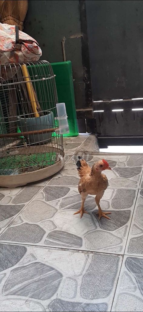 Gà tre. Mua bán Gà tại Huyện Nhà Bè Tp Hồ Chí Minh được đăng bởi phước tấn hình 1