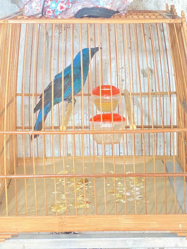 Thanh Lam  chuyền trống hót hay siêu đẹp. Mua bán Chim tại Thành phố Thủ Đức Tp Hồ Chí Minh được đăng bởi Chim Cảnh hình 1