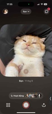 Mèo Anh lông ngắn lai mèo ba tư. Mua bán Mèo tại Quận Cầu Giấy Hà Nội được đăng bởi Huyền Trang