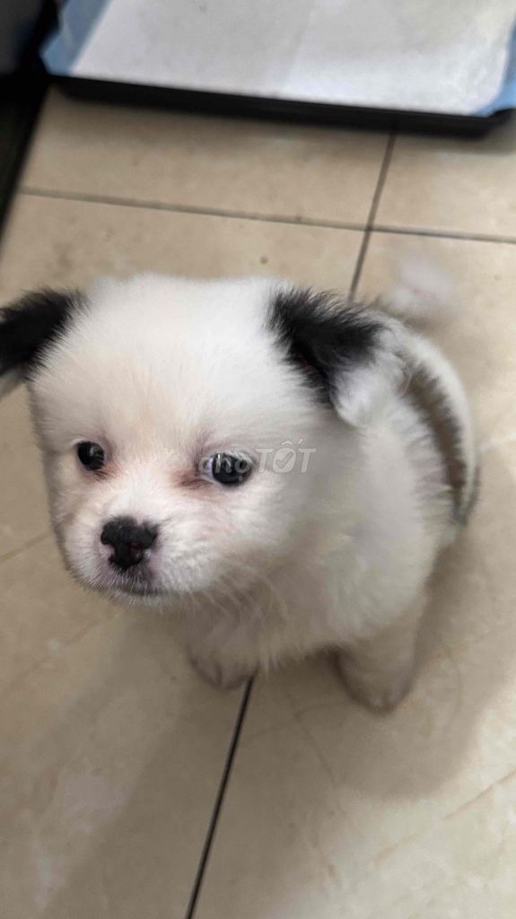 Chó Phốc Sóc Cái Trắng. Mua bán Chó tại Quận 7 Tp Hồ Chí Minh được đăng bởi Phương Nguyễn hình 1