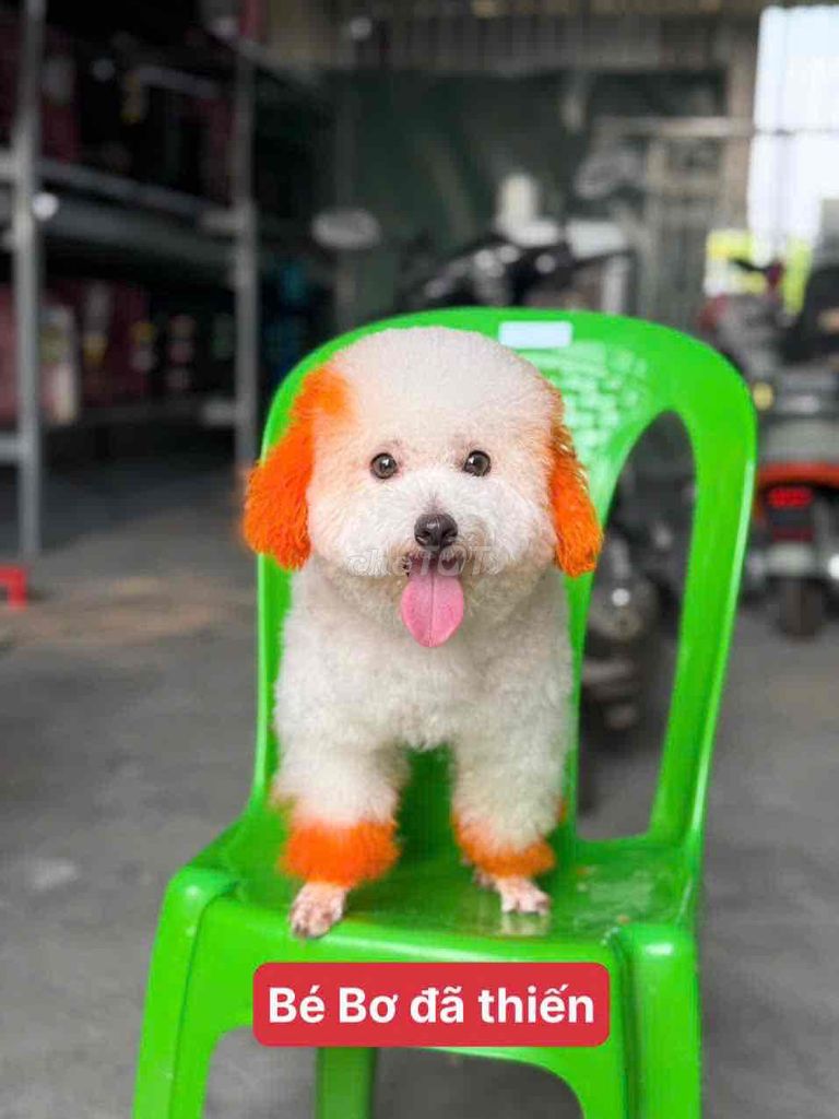 Chó Poodle nhiều màu xinh vê la nuoi. Mua bán Chó tại Thị xã Tân Uyên Bình Dương được đăng bởi tùng  hình 1