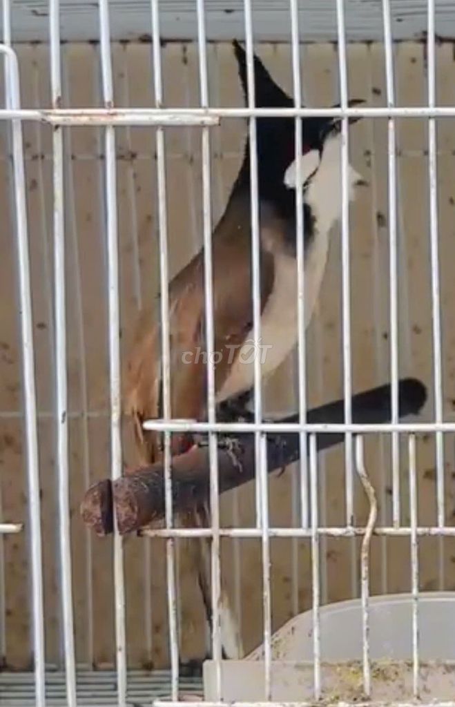 Chim chào mào Huế giọng hay lưng tôm . Mua bán Chim tại Thành phố Thủ Đức Tp Hồ Chí Minh được đăng bởi  Thanh Chào Mào hình 1