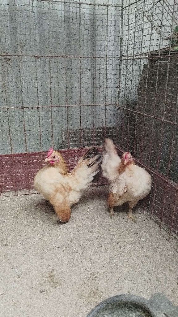 Gà Serama mái. Mua bán Gà tại Huyện Đông Anh Hà Nội được đăng bởi Trại Gà Tre Gà Chọi Hà Nội hình 1