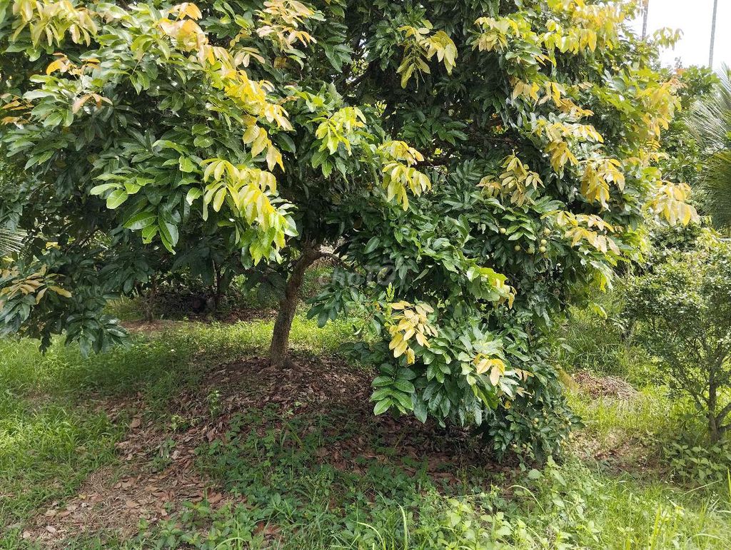 BÁN ĐẤT Ở+VƯỜN xã Phú Túc -Châu Thành Bến Tre