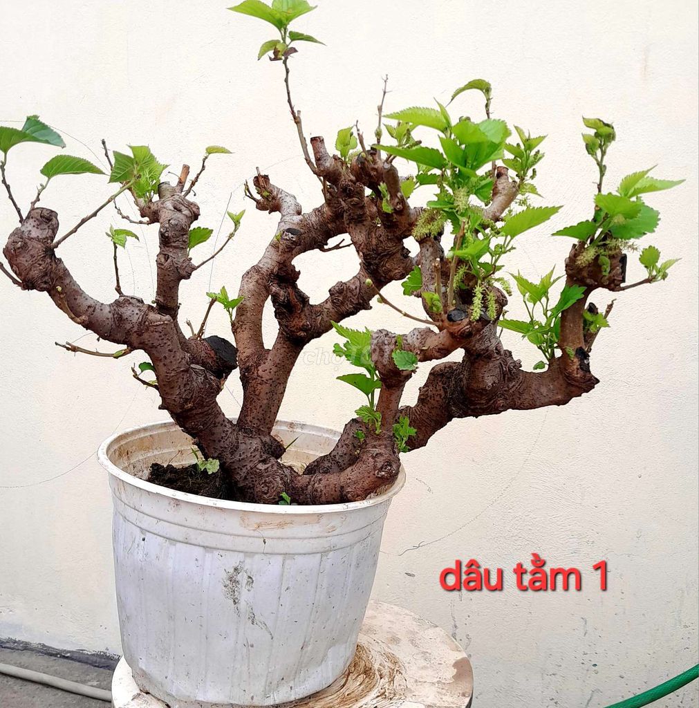 Dâu tằm bonsai giá rẻ